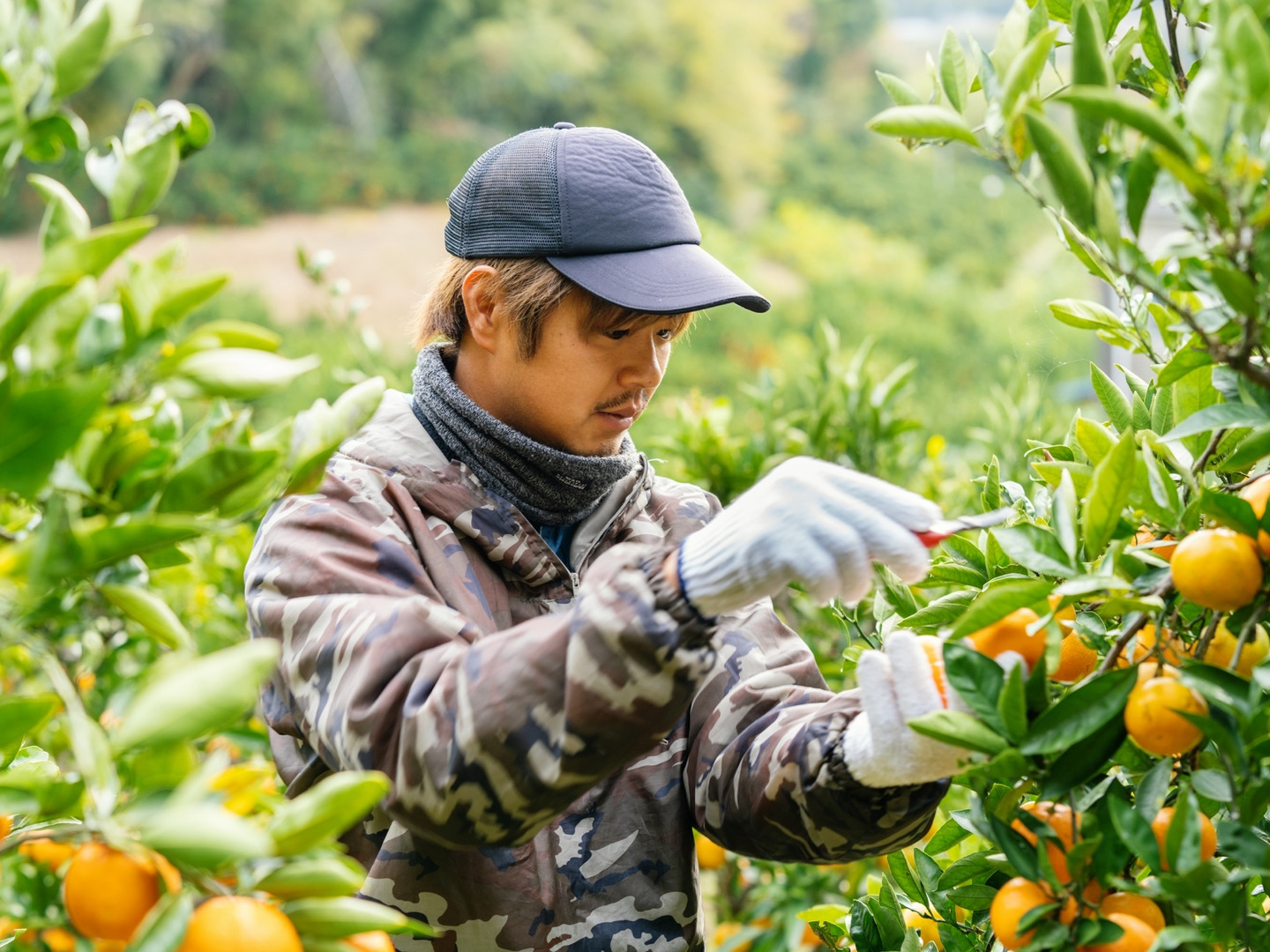 おひさまさま専用 選べる柑橘 濃厚！八朔だけどあま〜い！おひさま色の紅八朔【ご家庭用/6個