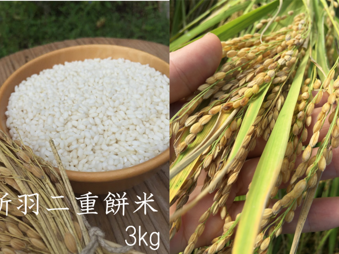 新米 令和4年産【特別栽培米】京都丹後産 新羽二重餅米 3K