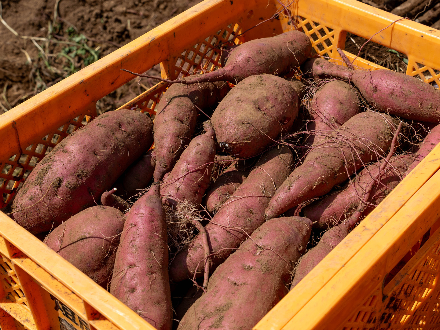 【ご予約品】 低温熟成保管‼茨城県産紅はるか2Sサイズ10㎏ さつまいも 子いも 野菜