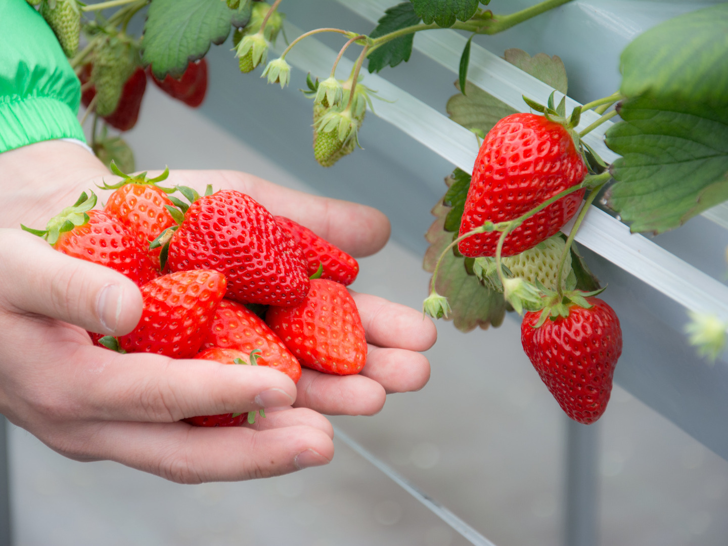 【いちご 生食可】完熟紅ほっぺ 約6kg(ジャム、いちご飴、シロップ等にも) いちご 生食可】完熟紅ほっぺ 約6kg(ジャム、いちご飴、シロップ等)