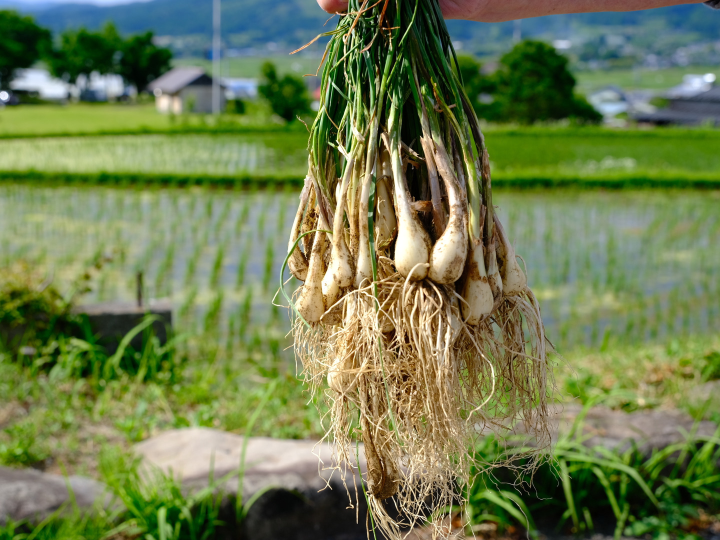 お買い得おまとめ買い！ 泥付き 熊本県産 掘り立て生らっきょう