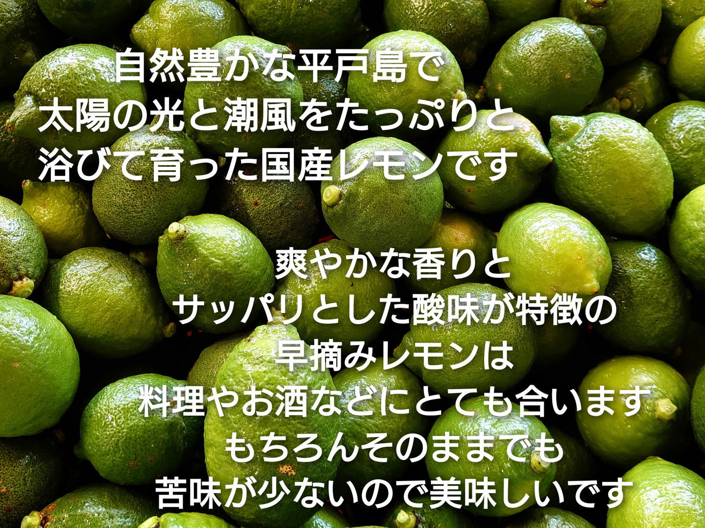 ファッション特集 早摘み 5キロ【長崎県平戸島産】：長崎県産 贈答用 平戸島レモン 果物