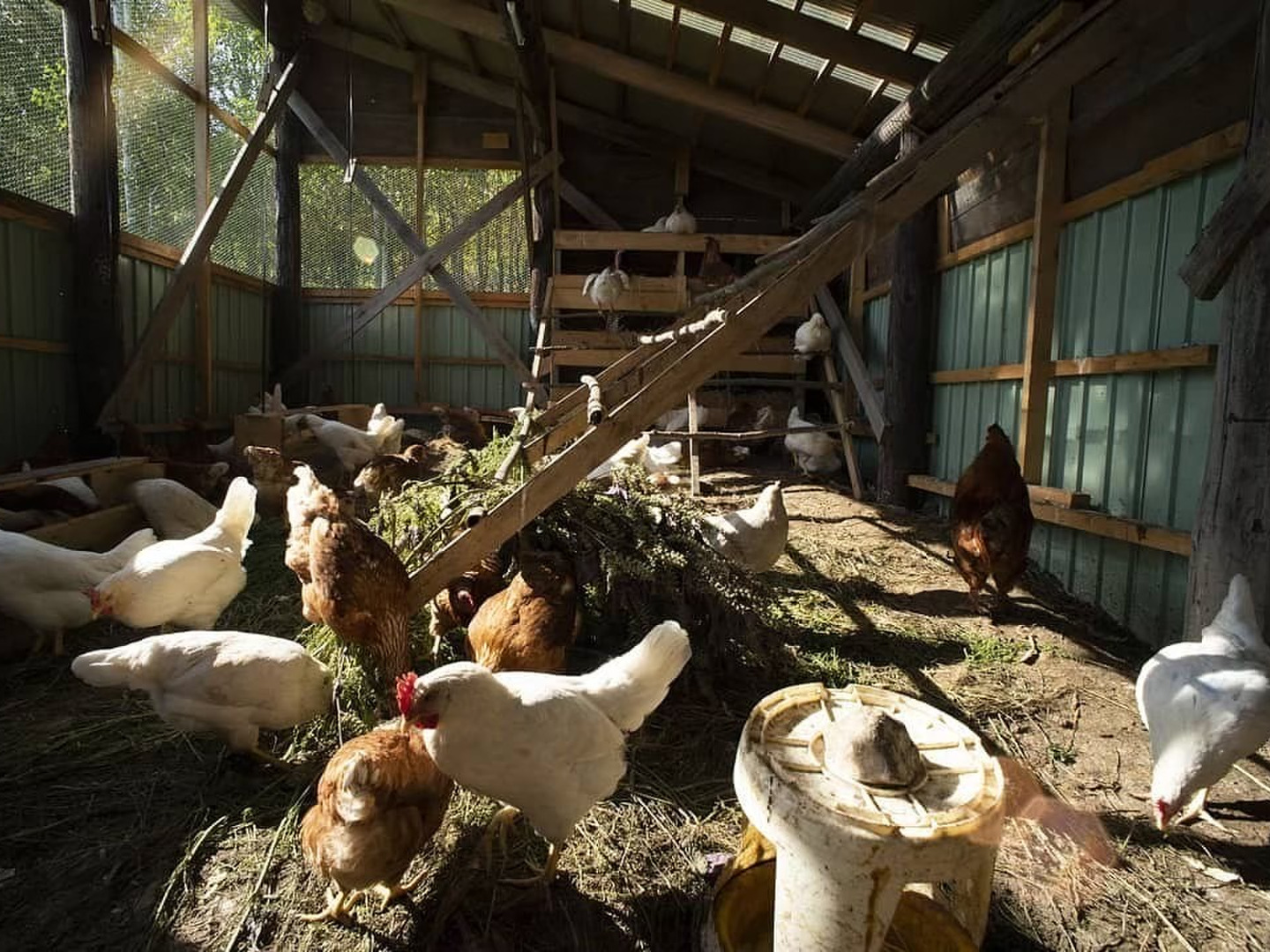 平飼い 卵 6個パック］ 岡崎アローカナ 223EGG たまご | 卵/鶏卵