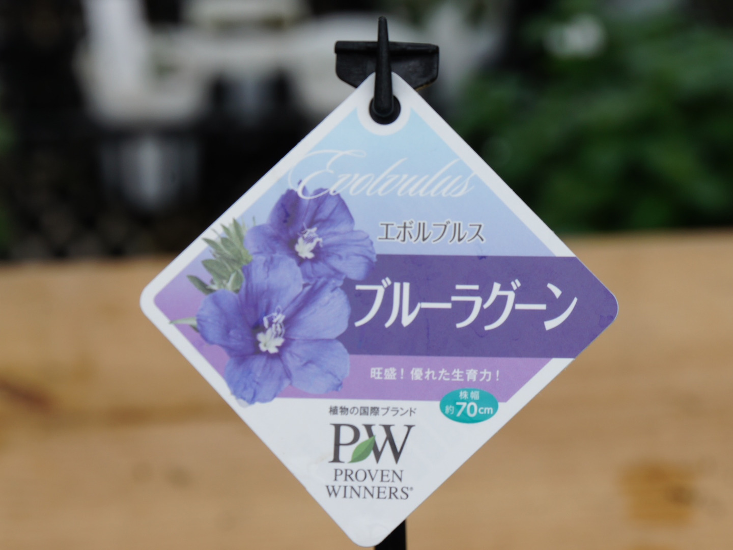 耐暑性花付き抜群！PWエボルブルス(アメリカンブルー) ブルーラグーン