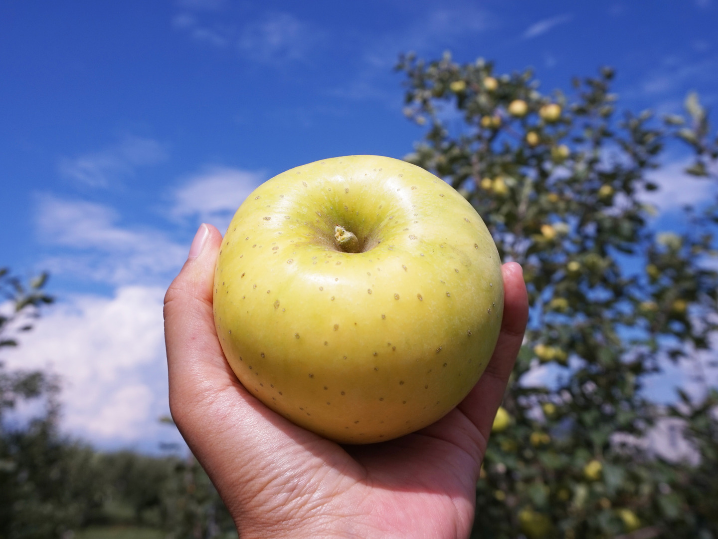 りんご品。 b36ef3ecde5a620dfbdae2a6cca599