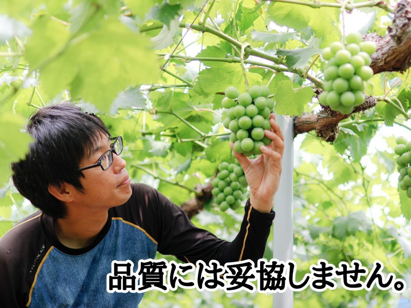【TKC】藤稔の粒　箱込1kg弱 訳あり】朝採れ新鮮！藤稔4kg箱：岡山県産の藤稔｜食べチョク