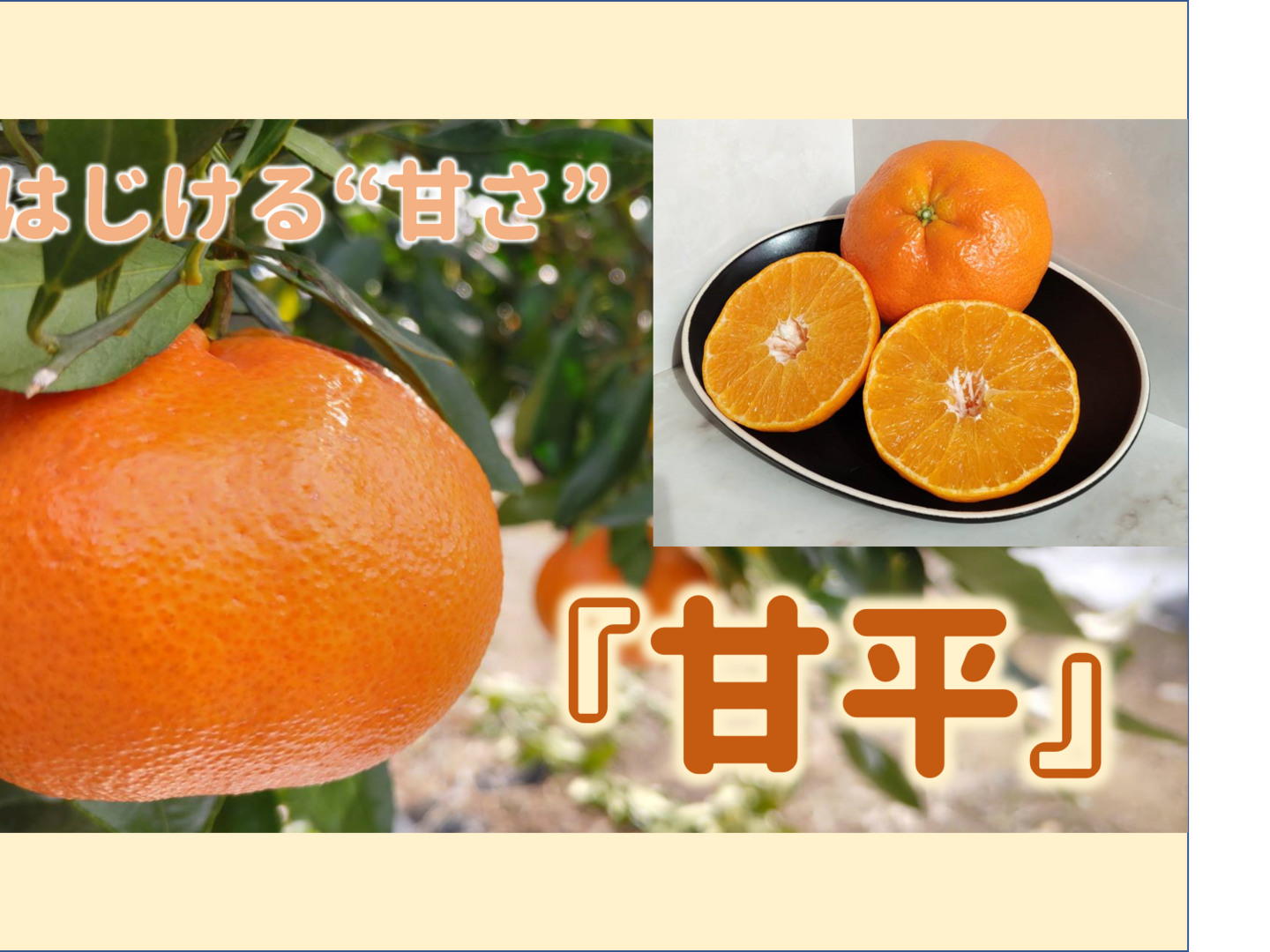 人気TOP 甘平 高級希少品種 愛媛県産 贈答用 1級 8〜12個 3L〜L 果物