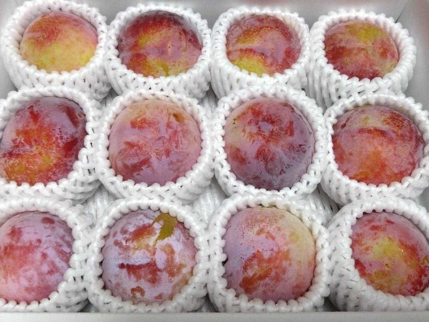 すもも】 【ご家庭用】 貴陽 約1.2キロ 【プラム】【訳あり】【夏