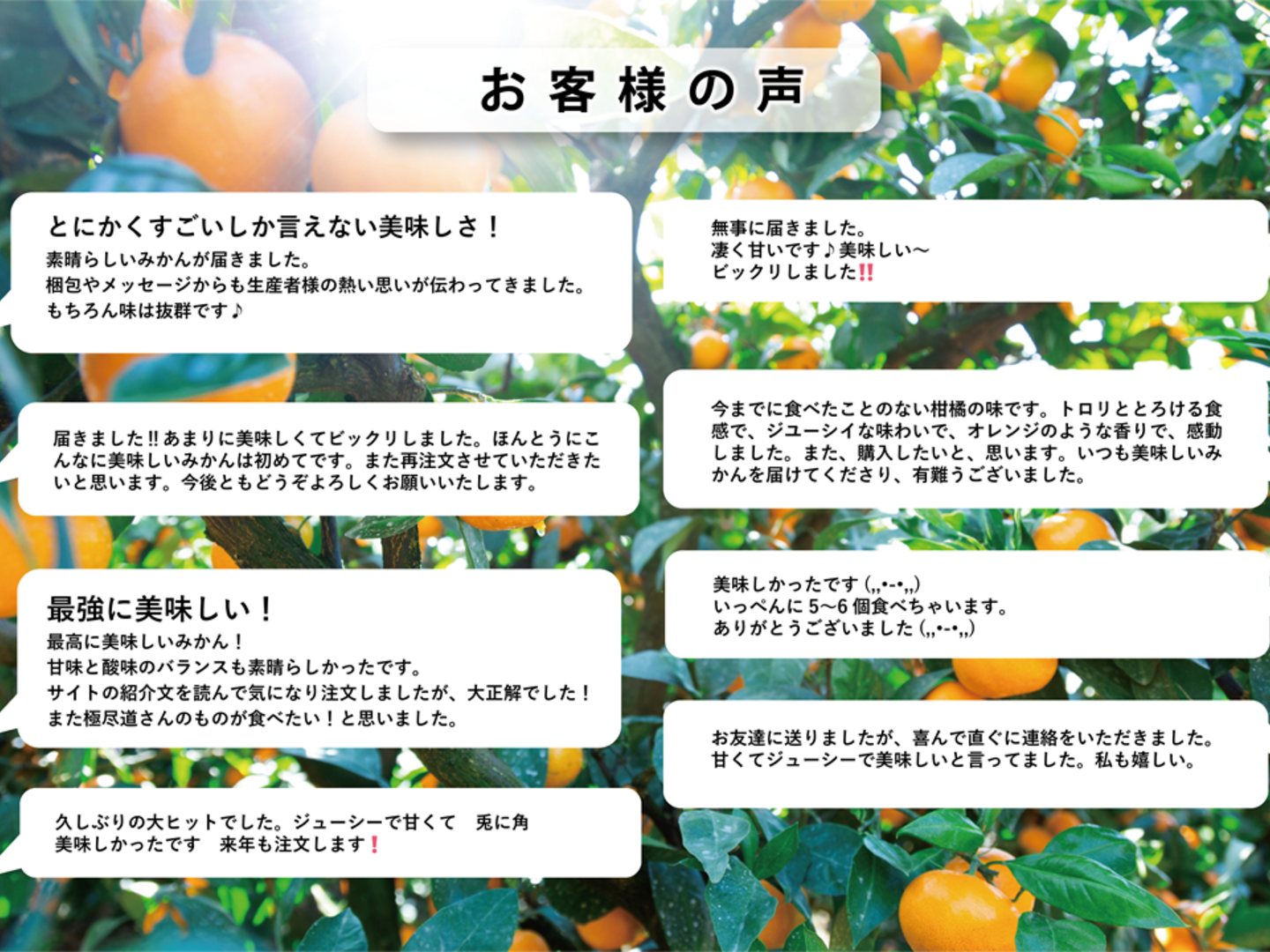 ブランド一覧 | ワールド オンラインストア プチプチ甘い！】玉宝甘平（2kg） ※ご家庭用※2月発送開始 果物