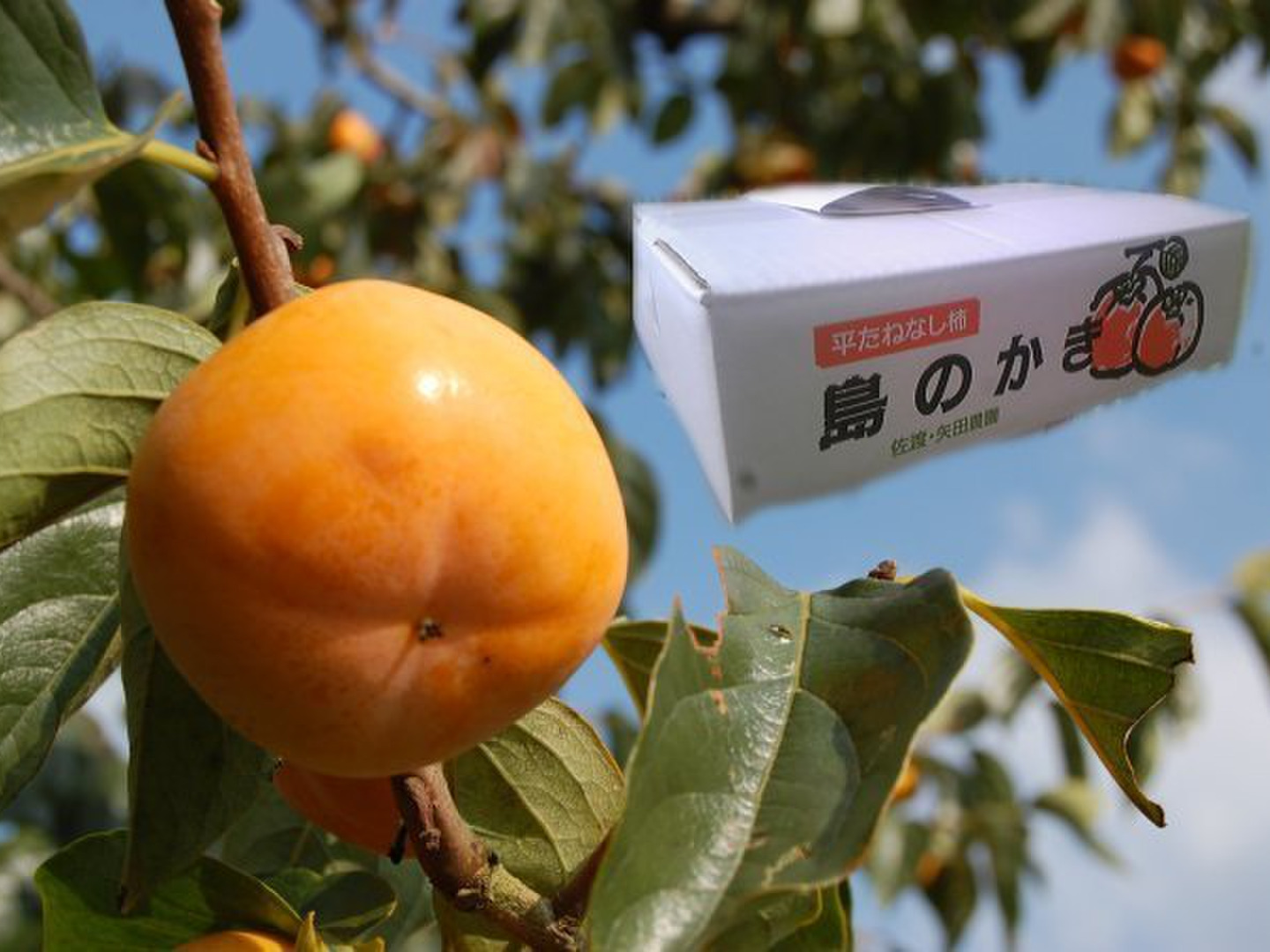 高品質の激安 佐渡のたねなし柿 ｢島のかき｣5kg(農薬8割減)：新潟県産の平核無 フルーツ