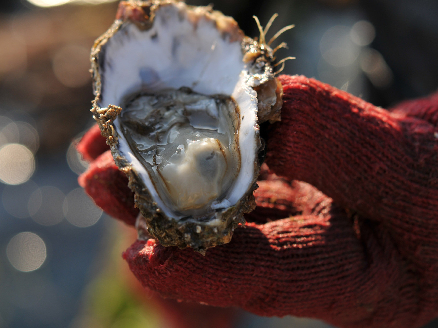冷凍】濃厚クリーミー♪殻付牡蠣グラタン4個セット：広島県産の