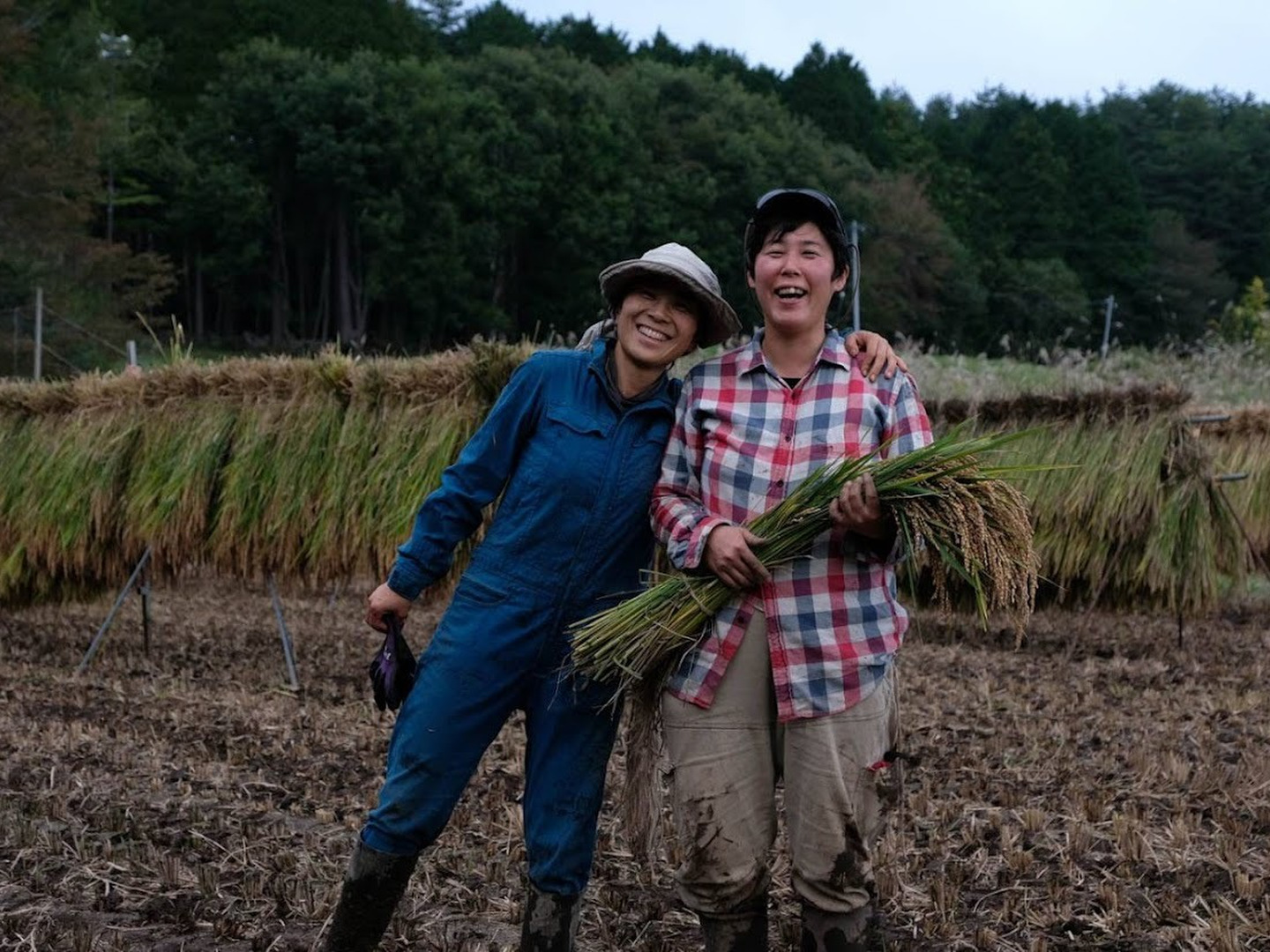 6年度無農薬米はざがけ、天日干しカット藁4.2キロ、家庭菜園、