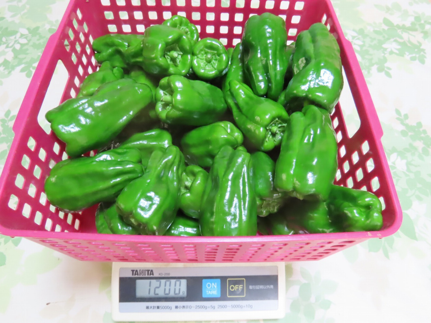 茨城のピーマンを60サイズで！：茨城県産の京波｜食べチョク｜産地直送
