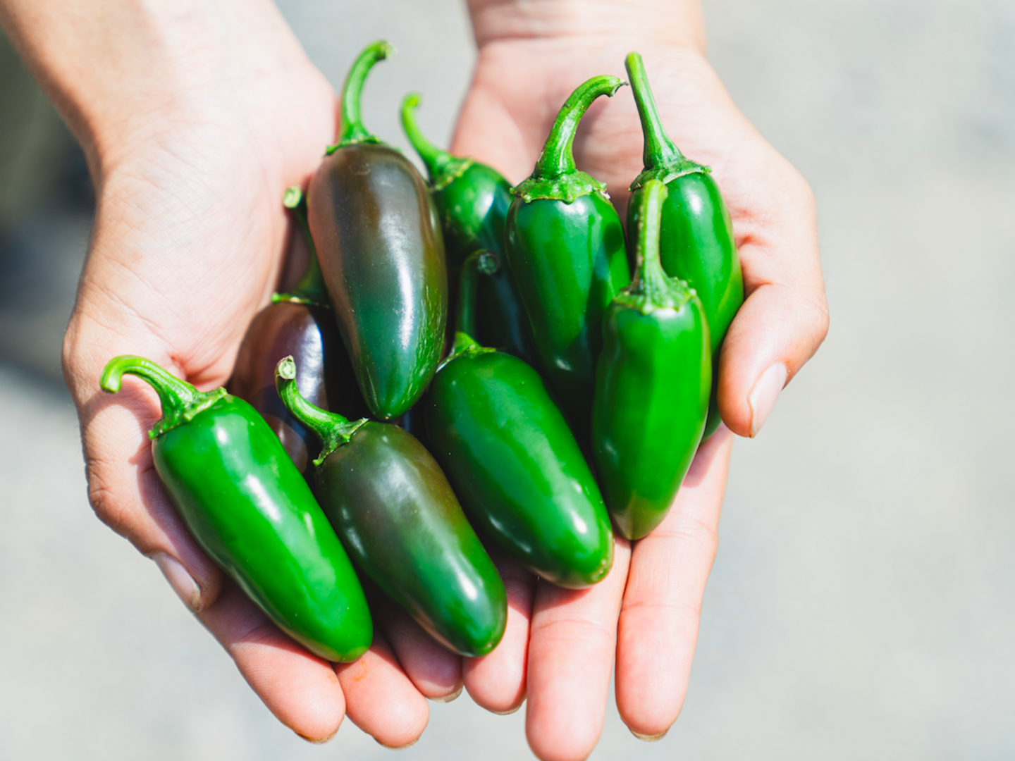 メキシコ系とうがらし🇲🇽🌶ハラペーニョ（400g）：埼玉県産の
