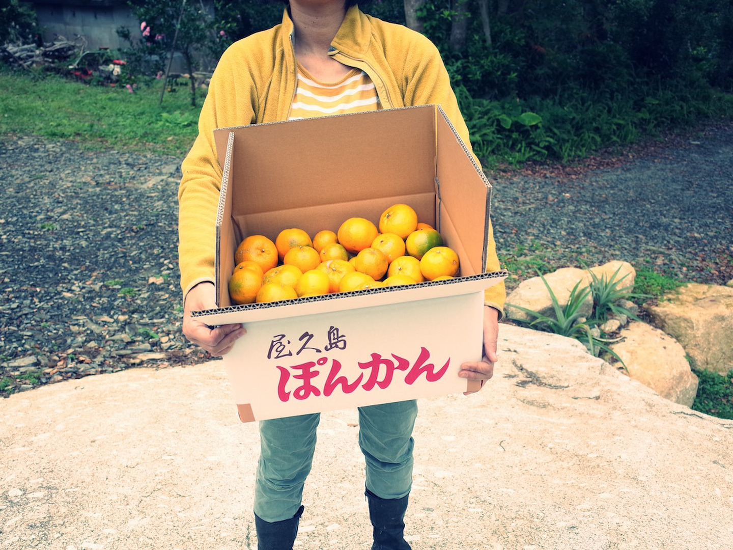 家庭用】屋久島産ぽんかん10kg | 果物/オレンジ・その他みかん