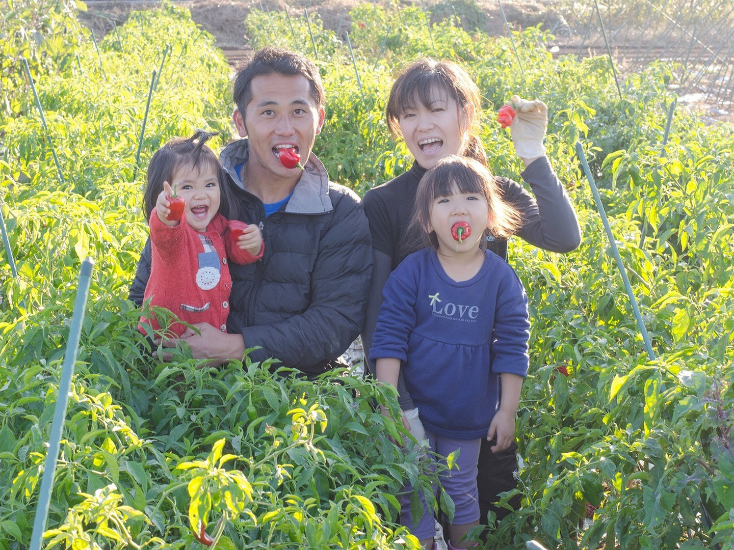 Lサイズ ＊旬野菜セット(約10~11品)【農薬：栽培期間中不使用