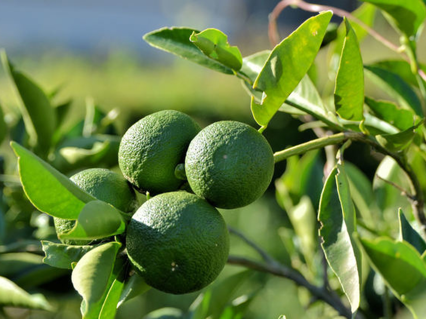 人気品種！ 種無しすだち 3年生 種なしスダチ 苗木の専門店 【グリーンで