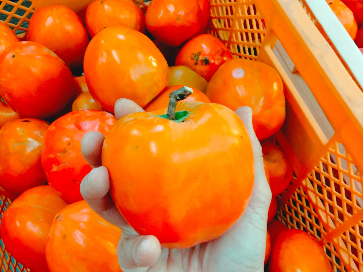 干し柿に最適！ずっしり甲州百目柿【約5㎏・渋柿】：山梨県産の甲州百