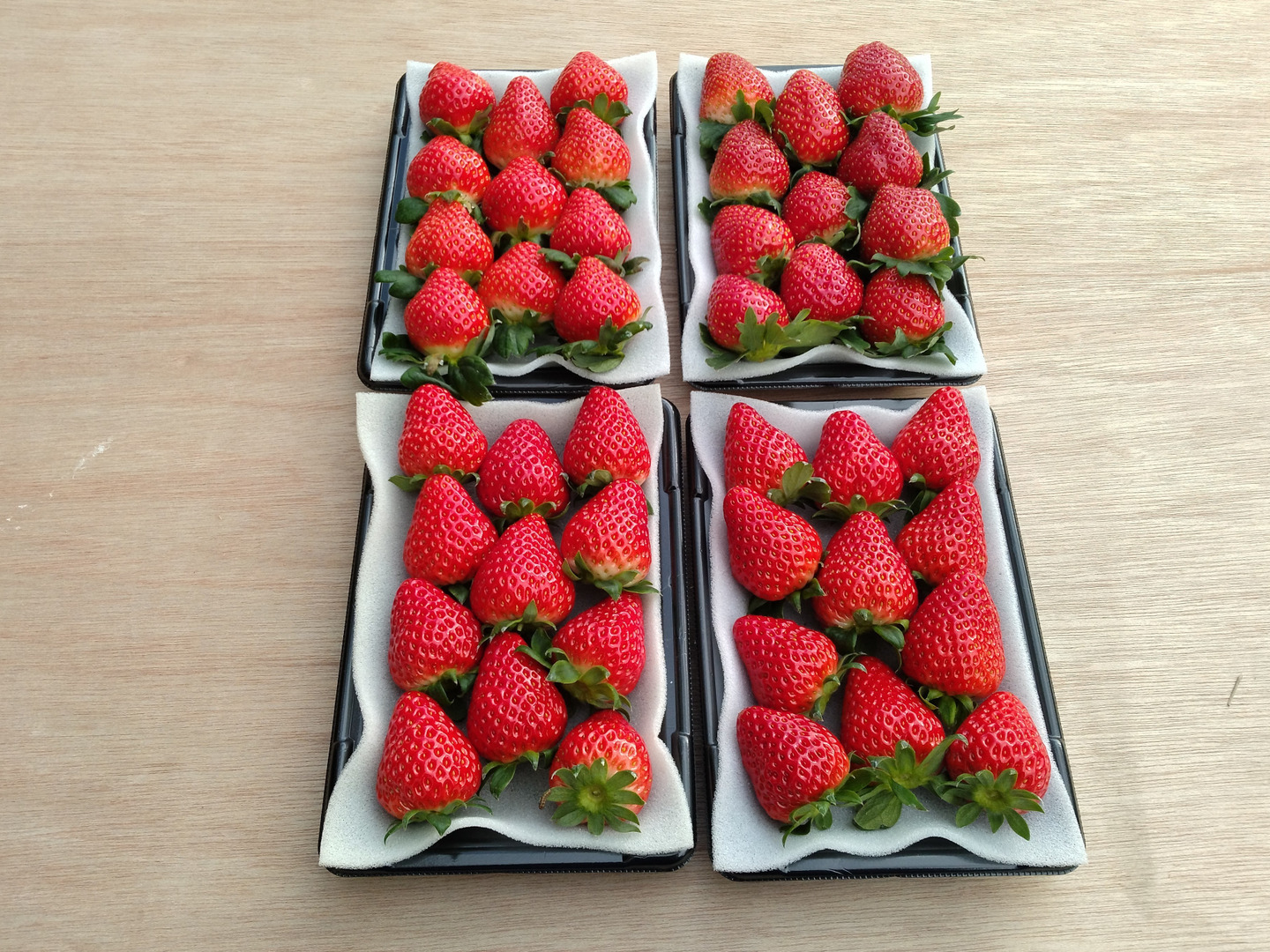 完熟朝採り！いちご3種食べ比べセット 約270g×4P：和歌山県産の