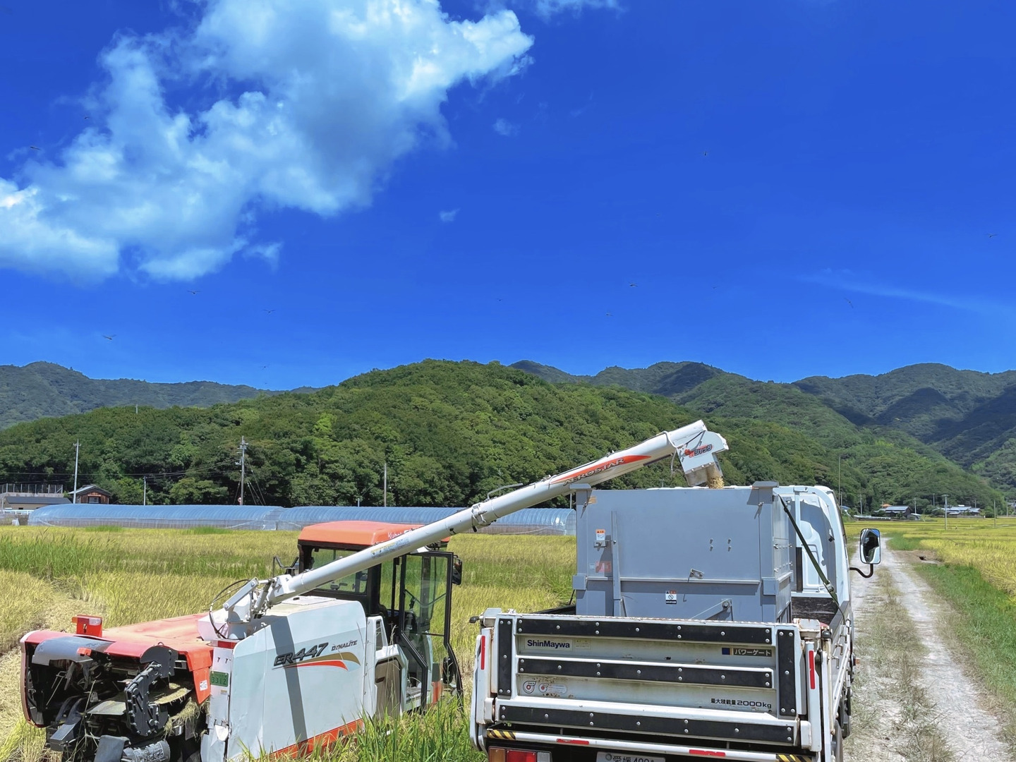 新米こしひかり　20kg 愛媛県宇和島産 滋賀県産 コシヒカリ 20kg(5kg×4袋) 無洗米 令和6年産 米 お米