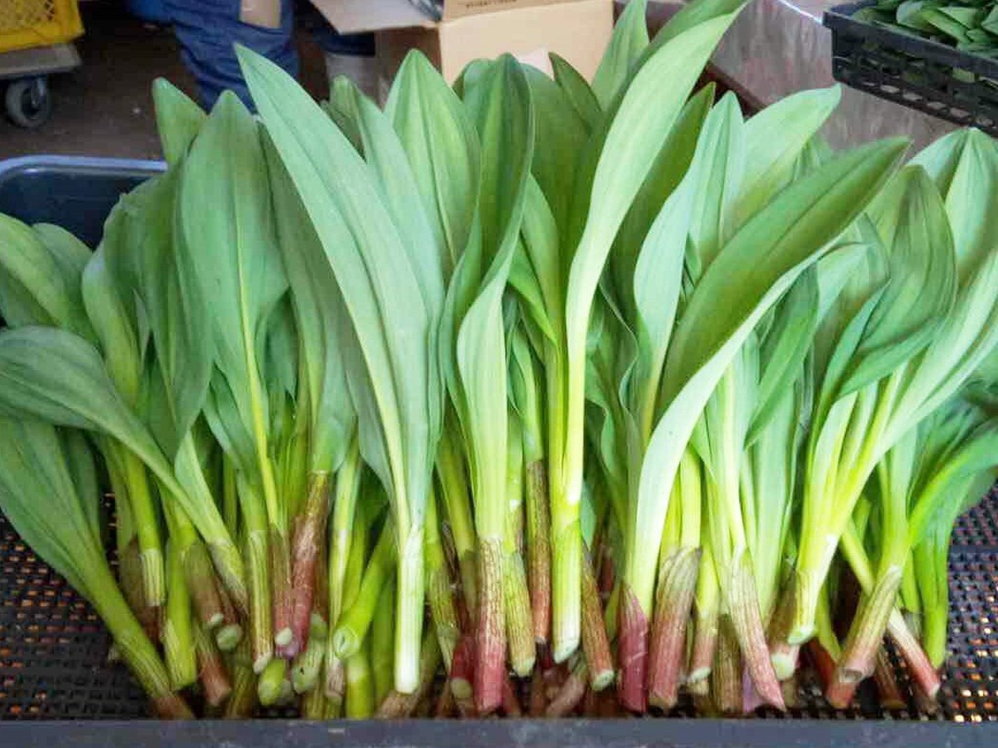 随時発送！太い行者にんにく2kg 「やわらか若葉」幻の山菜：宮城