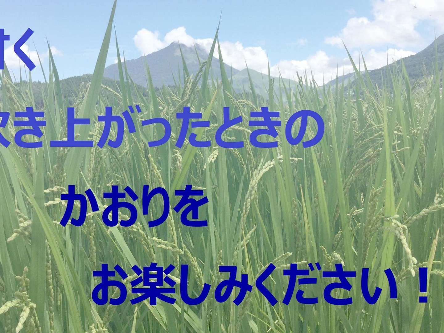 2024年産「ゆふいんのめぐみ」コシヒカリ分つき精米10kg