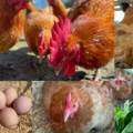 eggふぁーむ SUN燦