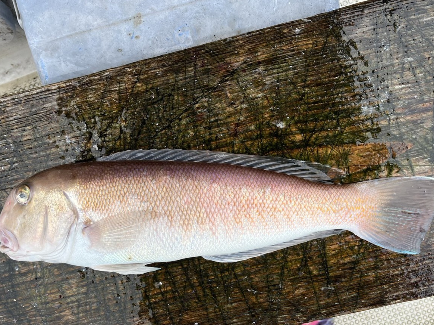 本日18時まで限定！※【幻の高級魚】 白甘鯛 約0.6kgオーバー 長崎県