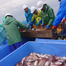 粟島鮮魚