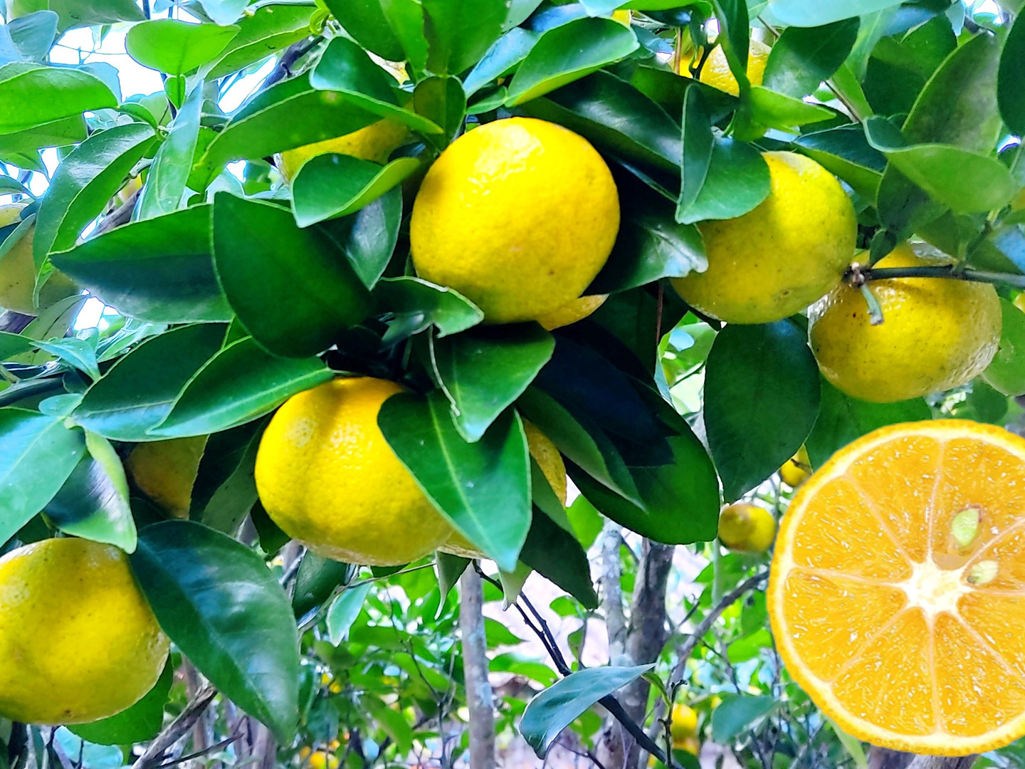 ゆずみかんさん専用です！ 日々かんきつ酢 270ml（みかん・しらぬい・はっさく） ×12本