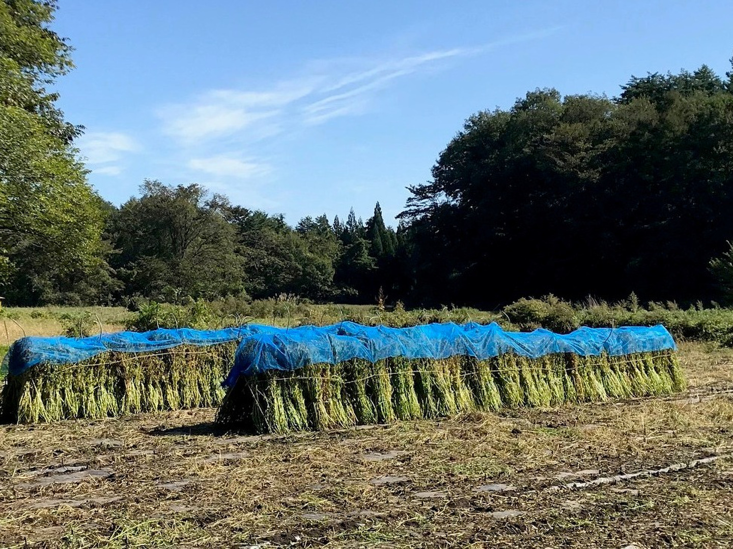 純国産えごま油 田子ジュネオイル 110g 3本セット | 調味料/油