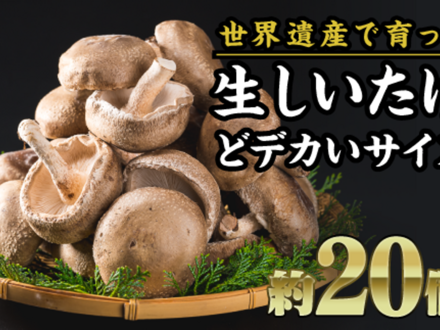 シイタケです LLサイズの生シイタケ20個セット！！：三重県産のシイタケ