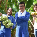 ぐしちゃん銀バナナ農園