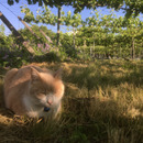 グリーンファーム山梨