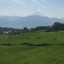 Coeur farm