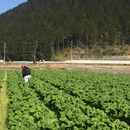 華野 めぐみ
