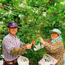 丸末果樹農園