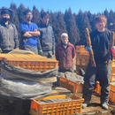 中里青果