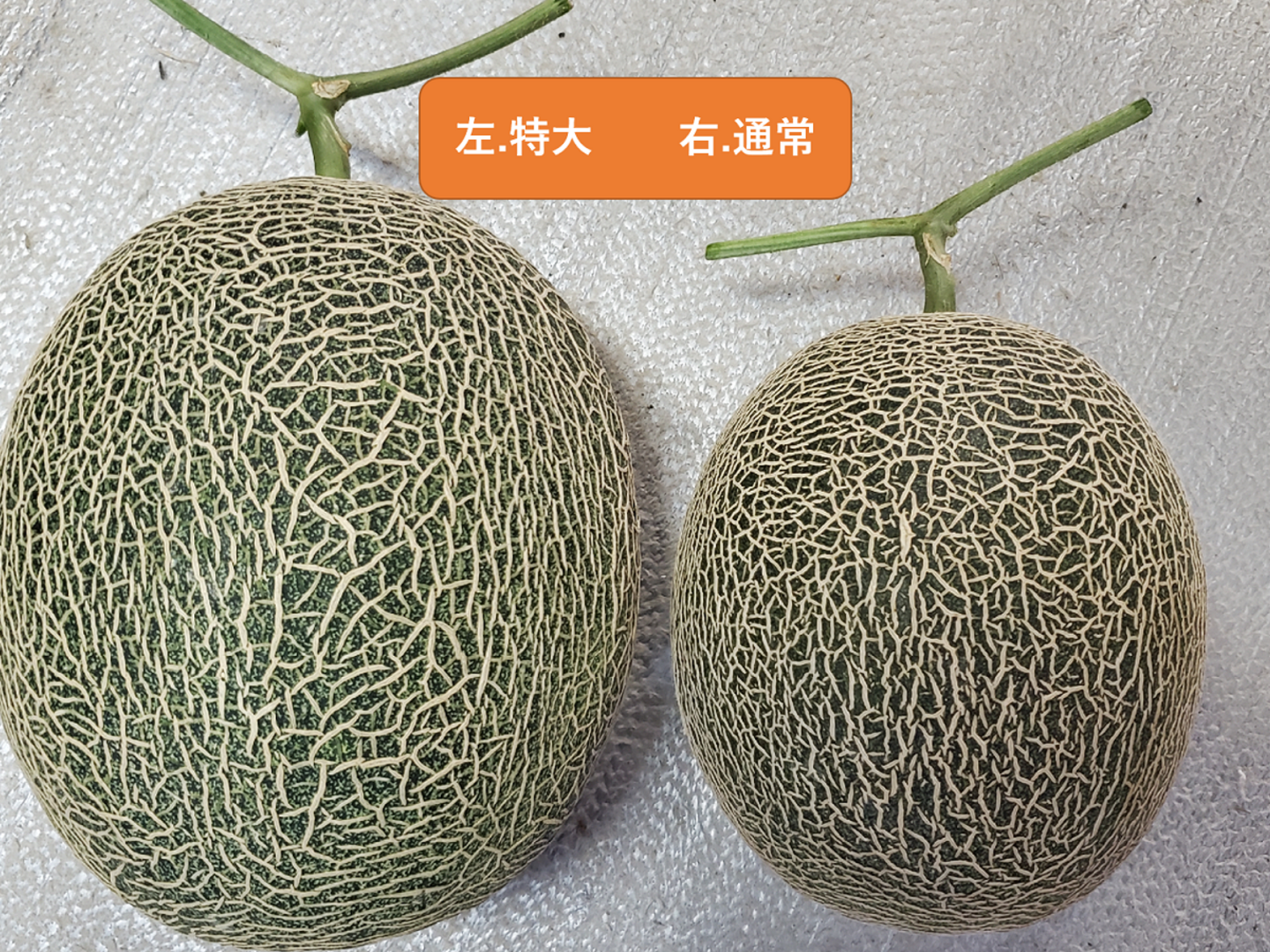 限定50セット】送った方が驚かれるビックサイズ！肥後グリーン
