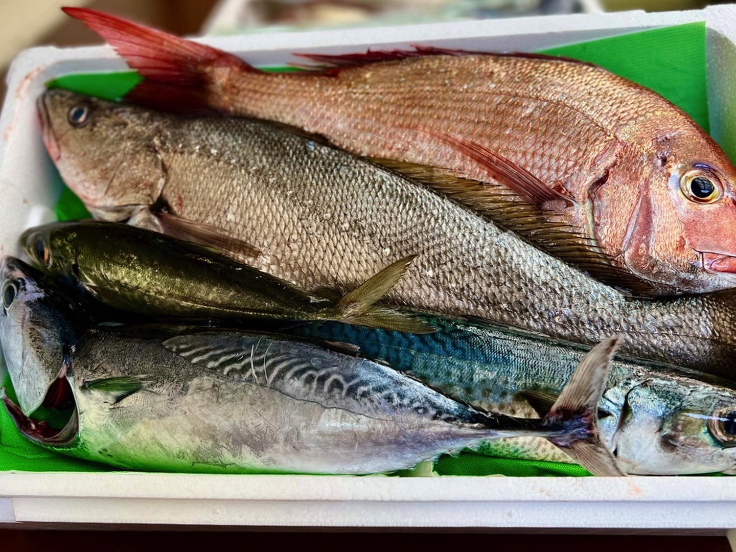 みーこ 鮮魚セット Mサイズ】鮮度バツグンの朝どれ鮮魚セット：宮崎県産の魚介類