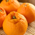 柑橘農園