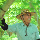 与曽兵衛銀杏 松本農園