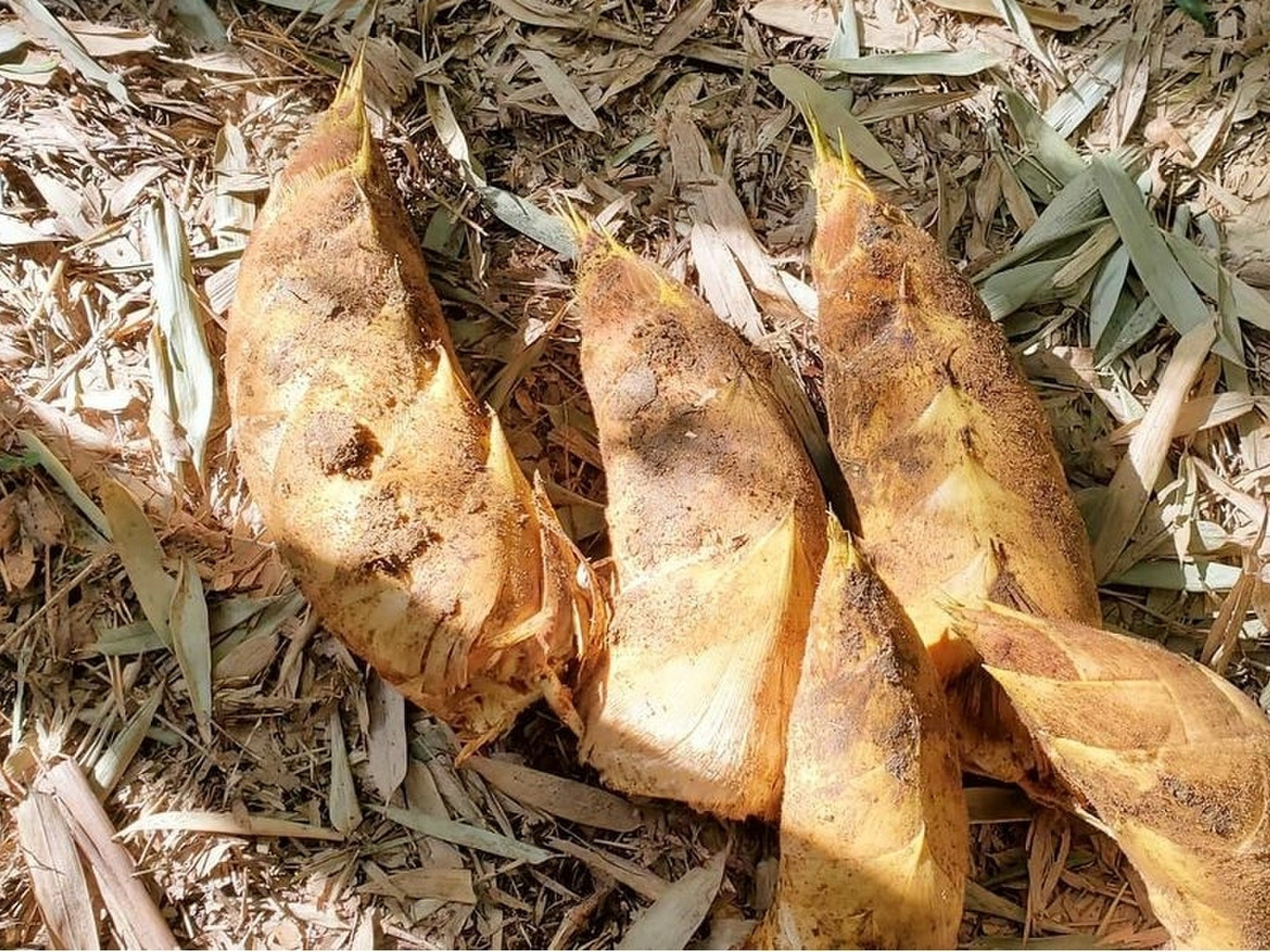 【公式サイト】正規ブランド品通販 京都山城産 クール便：京都府産の孟宗竹｜食べ 2kg 朝掘り筍 野菜