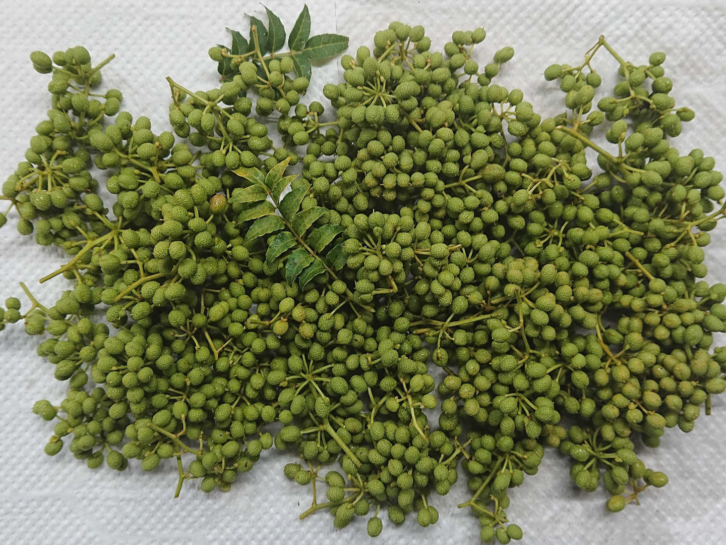激安正規品 ピリッとする辛さ🌶️【生山椒】約200g クール便でお 早い者勝ち 野菜