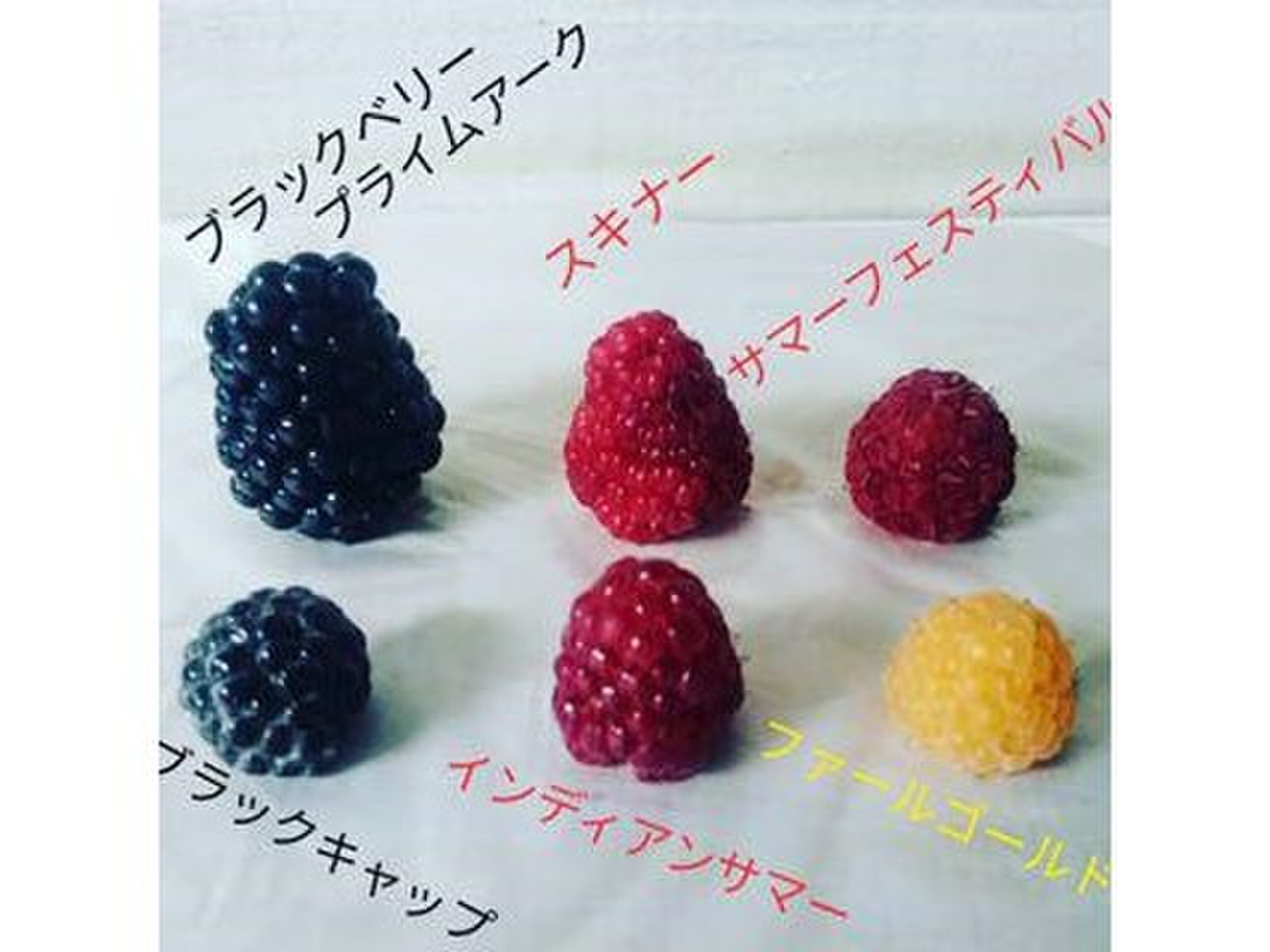 生ブラックベリー1kg➕早期予約10%増量❣️ 3300円　ご予約承りページ 楽天市場】冷凍 ブラックベリー 3kg チリ産の通販