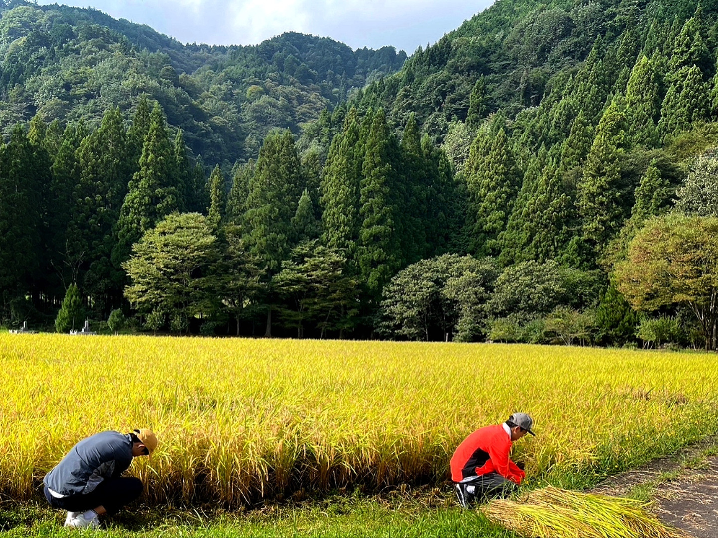 令和6年 コシヒカリ玄米10kg 岐阜 郡上 令和6年コシヒカリ新米（玄米）
