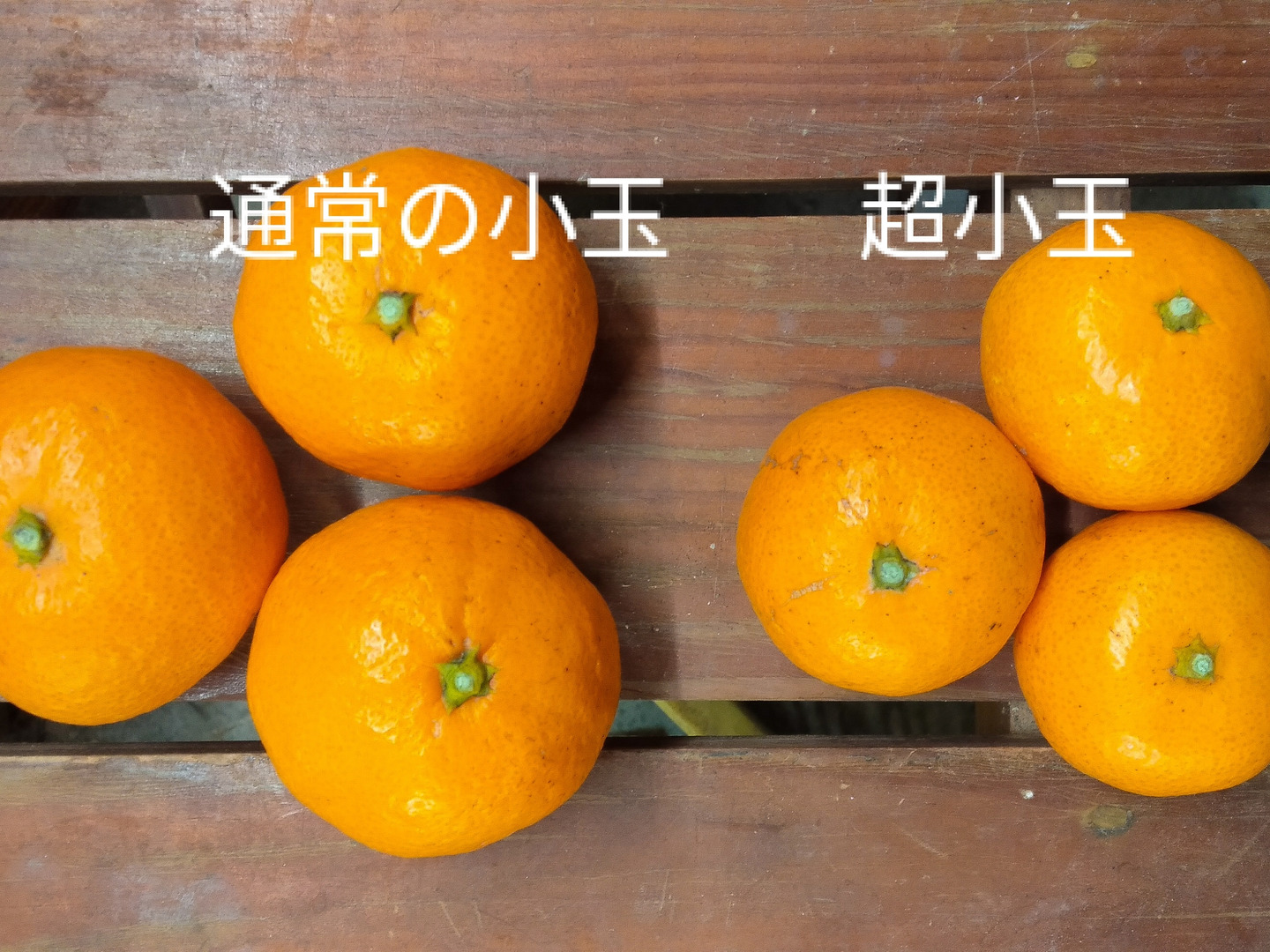 楽天市場】和歌山【秀.優】葉付き小玉みかん 3kg 2S/Sサイズ混合
