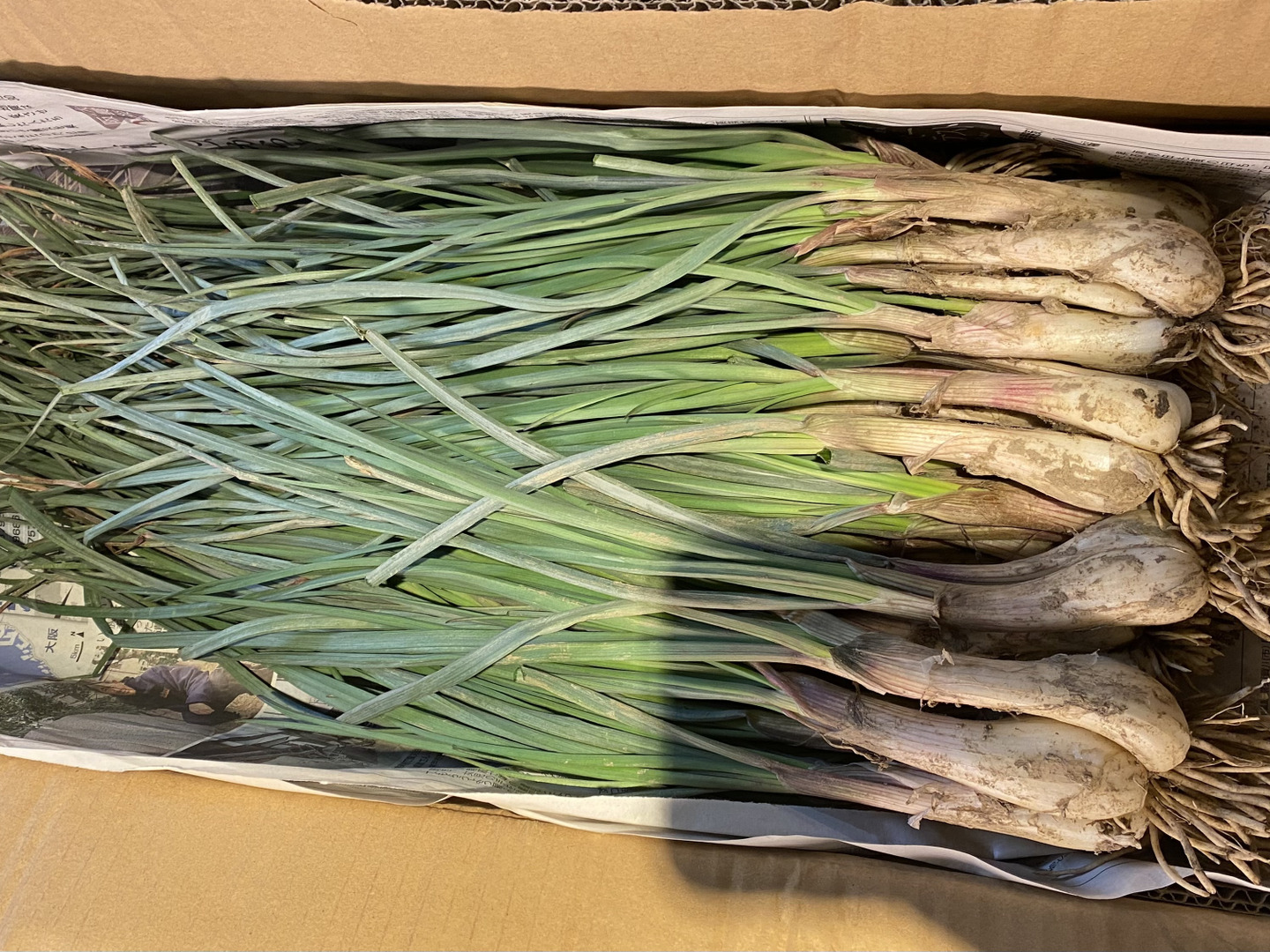 シャキシャキ！朝採れ島らっきょう1kg：愛媛県産の島らっきょう