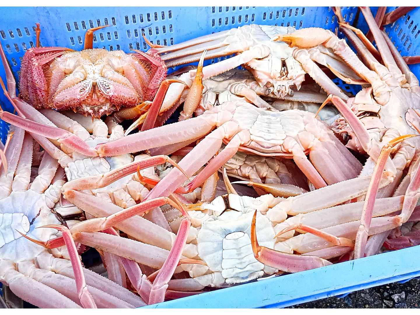 【受注生産品】 cd374c1f518cffaa7ad486bceb26c8 魚介類(加工食品)