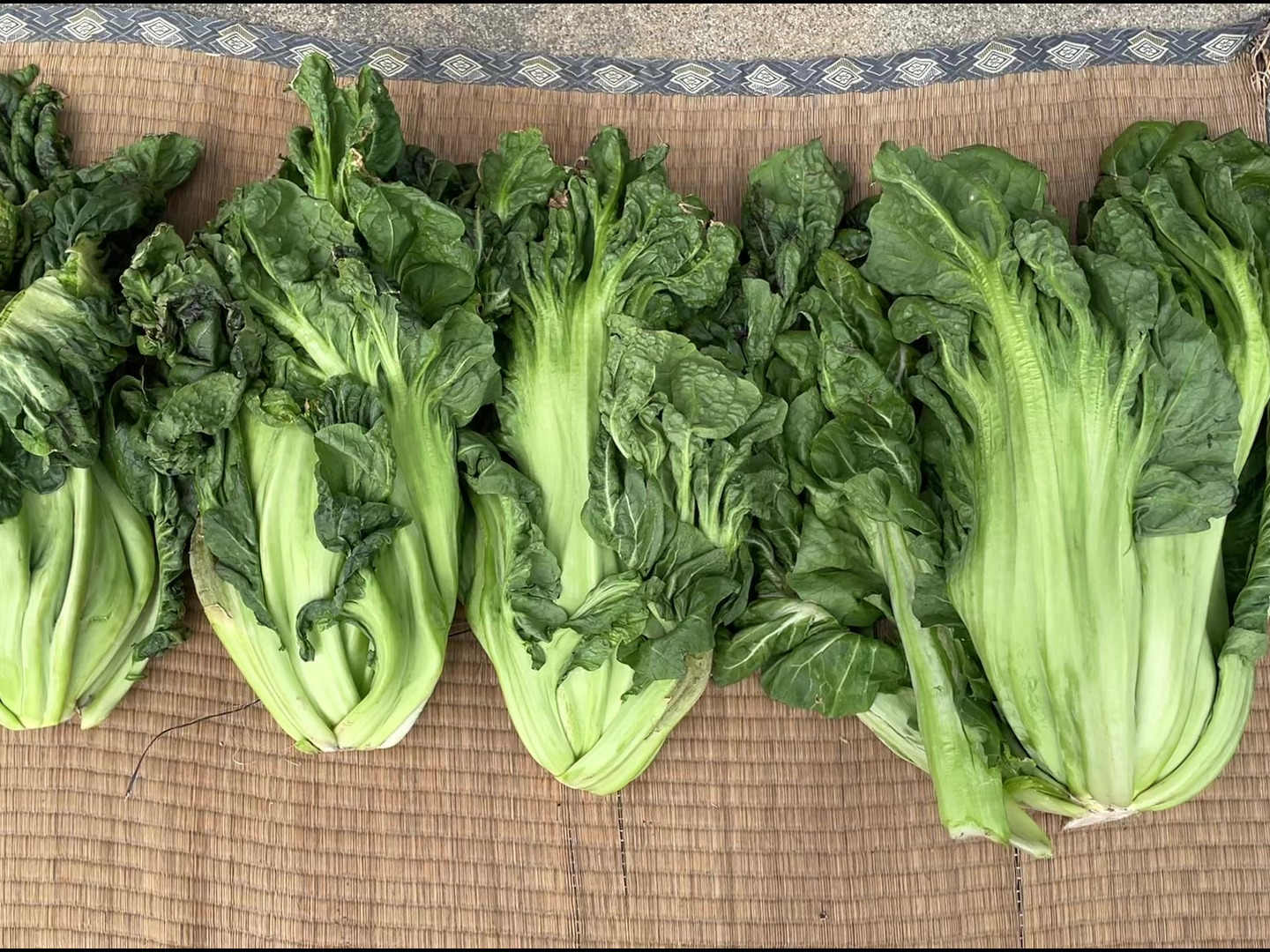 激安/新作 36753e47456a5bdab3f550bc83bb6d 野菜
